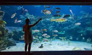 Dziewczynka w oceanarium Jastrzębia Góra zachwyca się ławicami ryb.