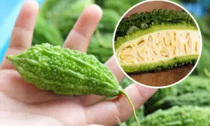 Zielony, kolczasty gorzki melon w dłoni, przekrojony ukazuje żółte nasiona.