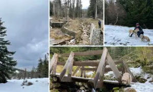 Zimowe krajobrazy Gór Izerskich z dwoma psami. Jeden piesek wesoło biega po śniegu, drugi towarzyszy swojej pani na spacerze.