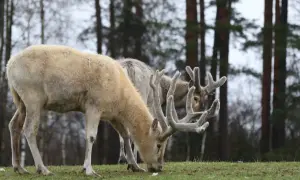 Dwa jelenie z imponującymi porożami pasą się na trawie. Jeden ma jasne futro, drugi ciemniejsze. W tle las.