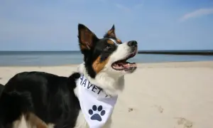 Szczęśliwy pies na plaży, idealny towarzysz na noclegi nad morzem z psem.