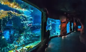 Podwodny świat w Oceanarium Świnoujście. Sprawdź cennik i zanurz się w przygodzie!