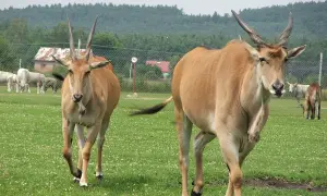 Dwa antylopy eland spacerują po zielonym wybiegu w Świerkocin Zoo.