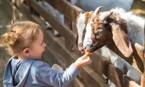 Dziecko karmi kozę marchewką w zoo. Sprawdź zoo Kraków cennik, by poznać ceny biletów.