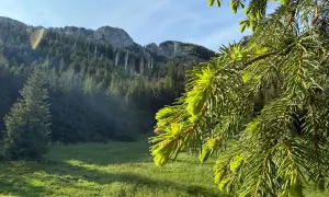 Zielone pędy świerka na tle górskich zboczy Tatr. W oddali widać las i skaliste szczyty.