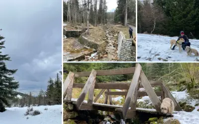 Zimowe krajobrazy Gór Izerskich z dwoma psami. Jeden piesek wesoło biega po śniegu, drugi towarzyszy swojej pani na spacerze.