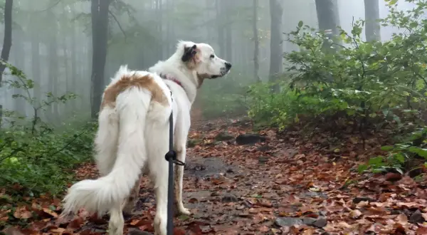 Bieszczady z psem. W jesiennej mgle, na leśnej ścieżce usłanej liśćmi, czeka wierny towarzysz.