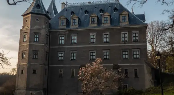 Zamek w Gołuchowie z kwitnącą magnolią. Sprawdź gołuchów cennik zwiedzania.