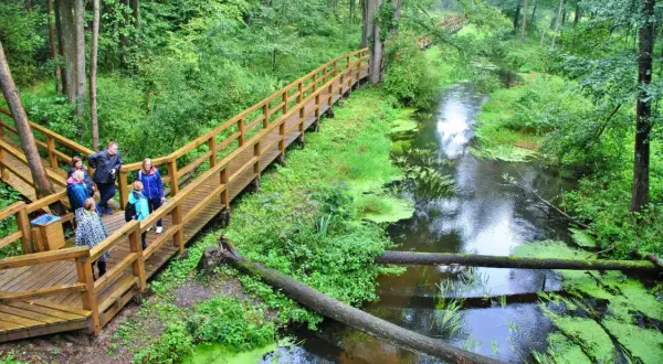 Rodzina spaceruje drewnianym pomostem nad zieloną rzeką w Puszczy Kozienickiej.