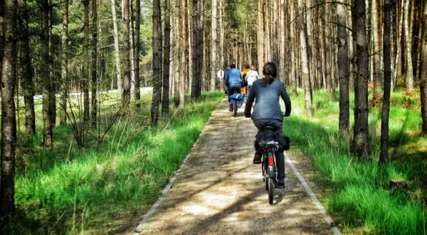 Grupa rowerzystów przemierza malowniczą kaszubską marszrutę wśród sosnowego lasu.