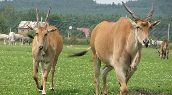 Dwa antylopy eland spacerują po zielonym wybiegu w Świerkocin Zoo.