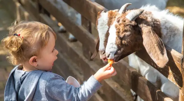 Dziecko karmi kozę marchewką w zoo. Sprawdź zoo Kraków cennik, by poznać ceny biletów.