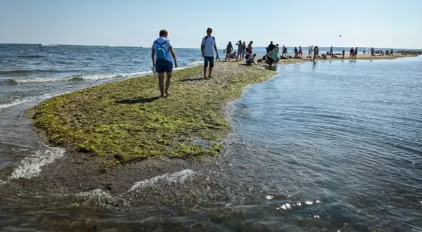 Ludzie spacerują po piaszczystej mierzei porośniętej glonami. W tle widać morze i błękitne niebo. To popularne miejsce, rewa centrum.