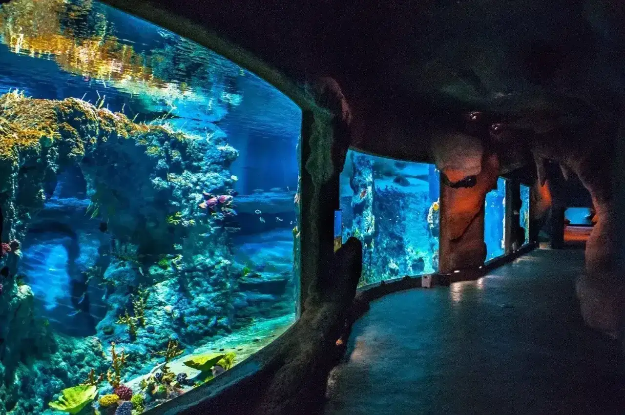 Podwodny świat w Oceanarium Świnoujście. Sprawdź cennik i zanurz się w przygodzie!