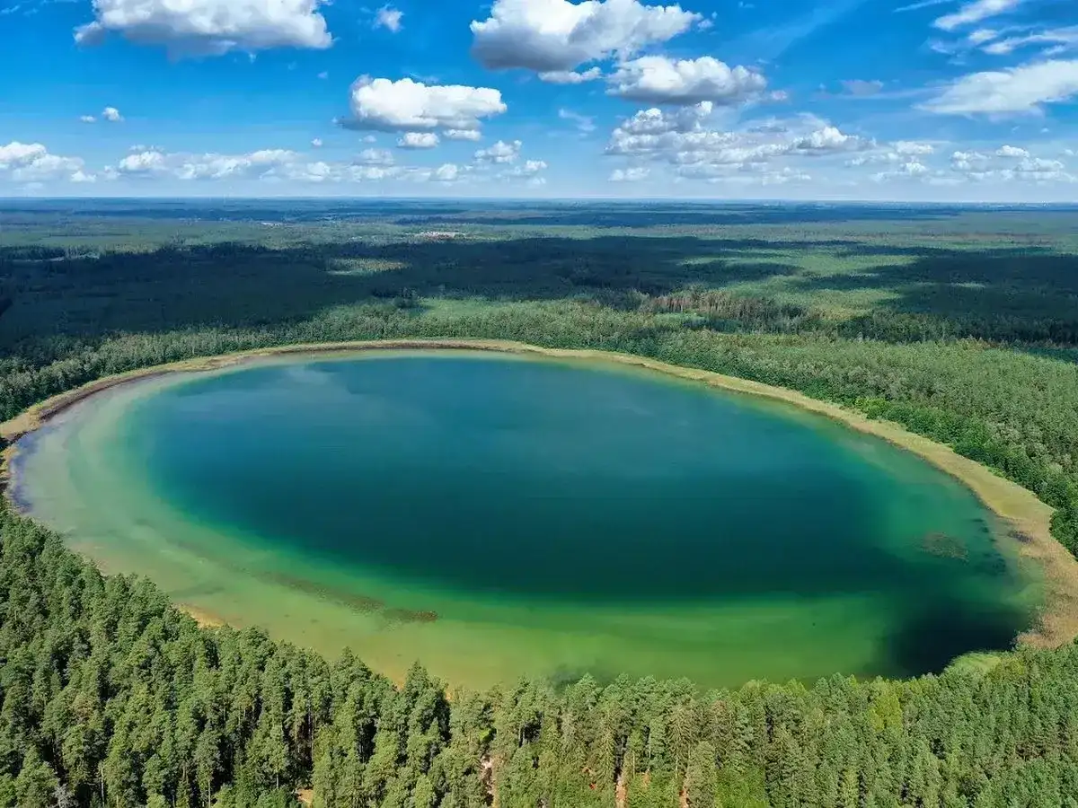 Jezioro Płaskie na Suwalszczyźnie otoczone lasem, z turkusową wodą i zielonymi płyciznami.