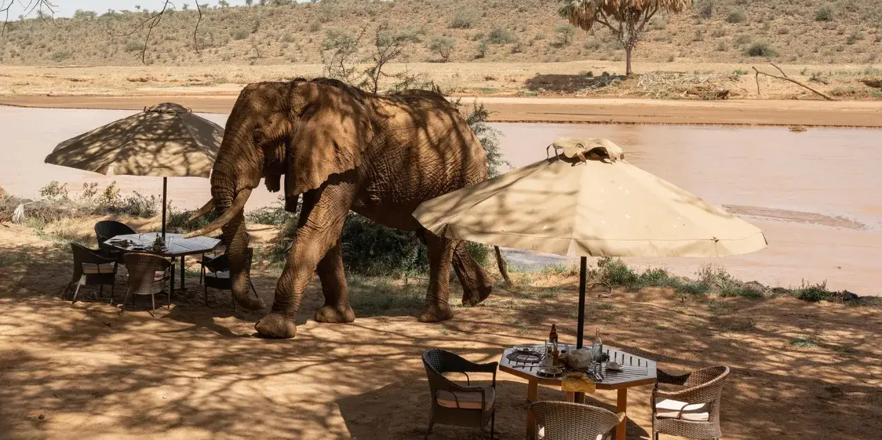 Słoń przechadza się obok stolików z jedzeniem nad rzeką. Idealny moment, by odwiedzić Kenię, kiedy jechać na safari?
