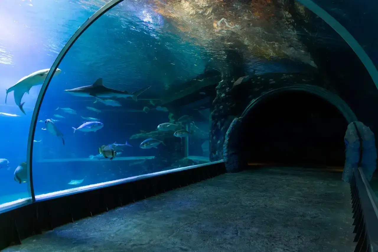 Podwodny tunel w Oceanarium Ustka, gdzie rekiny i ławice ryb pływają tuż obok. Sprawdź oceanarium ustka cennik przed wizytą!