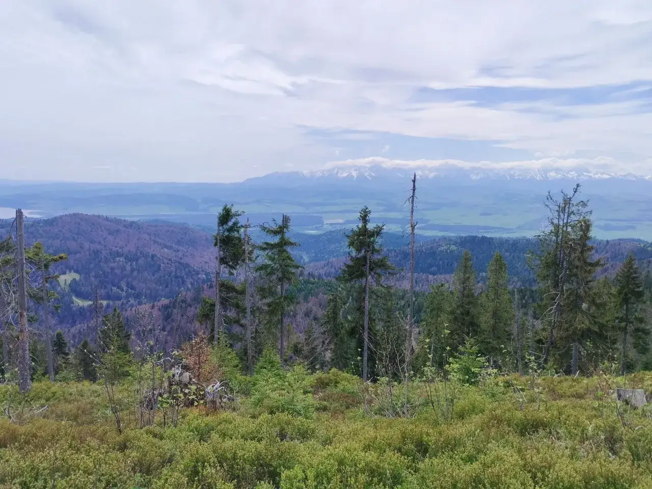 Widok na Tatry z Gorczańskiego Parku Narodowego. Ciekawostki przyrodnicze i krajobrazowe tego miejsca zachwycają.