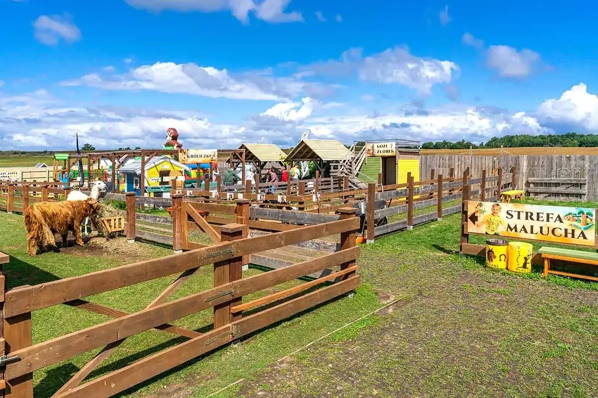 Urocze zoo nad morzem z alpakami, kozami i króliczkami. Dzieci bawią się w 