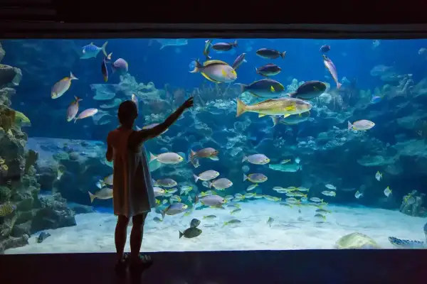 Dziewczynka w oceanarium Jastrzębia Góra zachwyca się ławicami ryb.