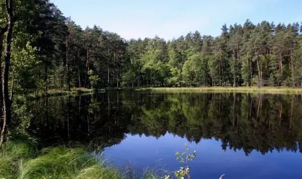Spokojne jezioro z czarną wodą odbija gęsty las.