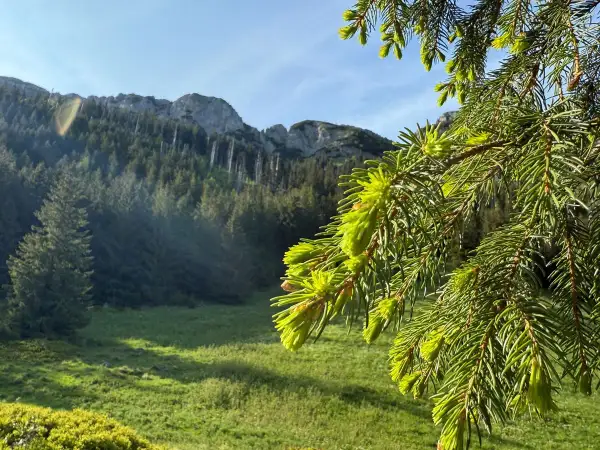 Zielone pędy świerka na tle górskich zboczy Tatr. W oddali widać las i skaliste szczyty.